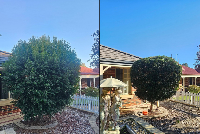 Hedge pruning before and after